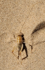 Ceuthophilus fossor