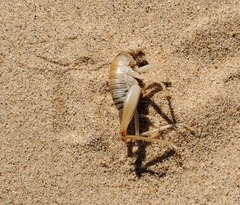 Ceuthophilus fossor