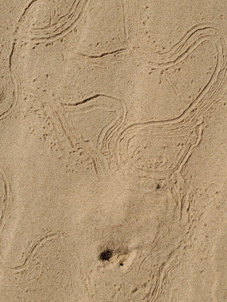 Ceuthophilus fossor