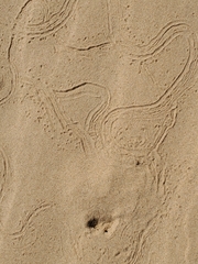 Ceuthophilus fossor