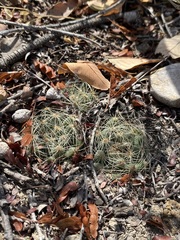 Mammillaria sphaerica