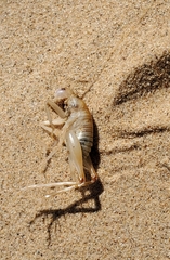 Ceuthophilus fossor