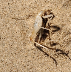 Ceuthophilus fossor
