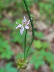 Allium canadense canadense
