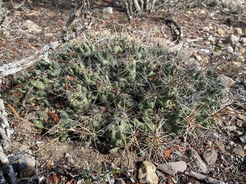 Pelecyphora macromeris