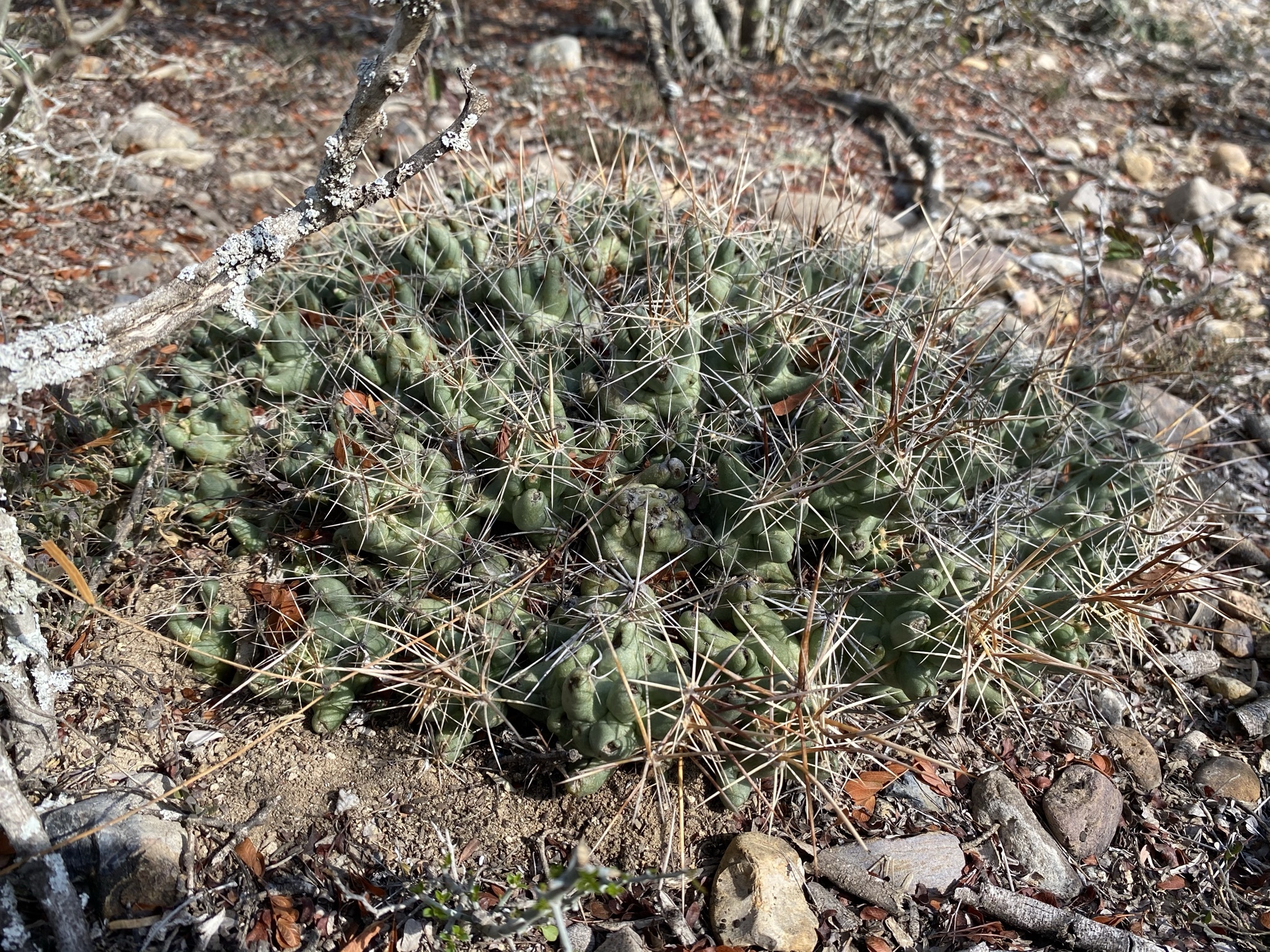 Pelecyphora macromeris