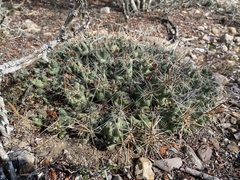 Coryphantha macromeris runyonii