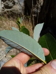 Salix myricoides