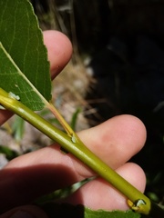 Salix myricoides