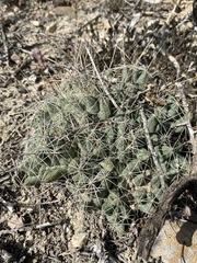 Coryphantha macromeris runyonii