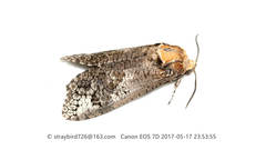 Cossus cossus chinensis