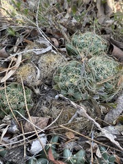 Mammillaria sphaerica