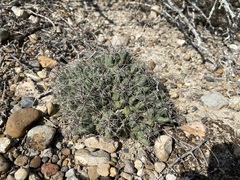 Coryphantha macromeris runyonii