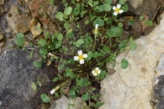 Leavenworthia