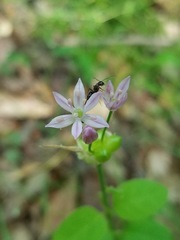 Allium canadense canadense