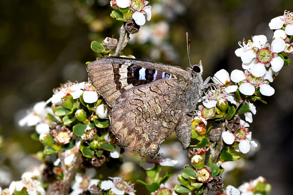 Large Bronze Azure