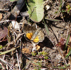 Paranotoreas brephosata