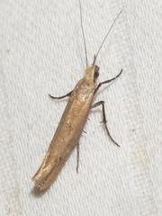 Ypsolopha unicipunctella