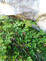 Rubus echinatus