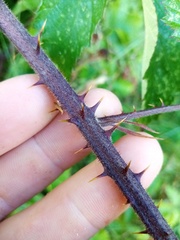 Rubus echinatus