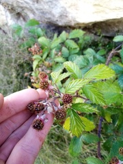 Rubus echinatus