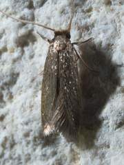 Phaeoses sabinella