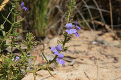Stemodia florulenta