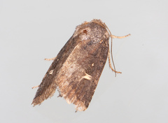 Proteuxoa hydraecioides