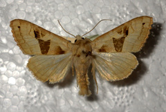 Phlogophora scita