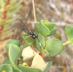 Xanthocryptus novozealandicus