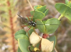 Xanthocryptus novozealandicus
