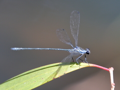 Austroargiolestes icteromelas nigrolabiatus