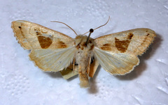 Phlogophora scita