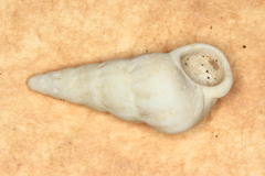 Opalia granosa