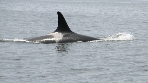 Orca photographed in Oregon
