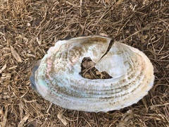 Pyganodon grandis