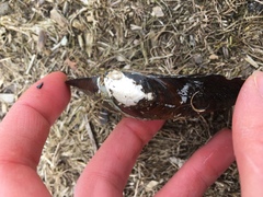 Pyganodon grandis