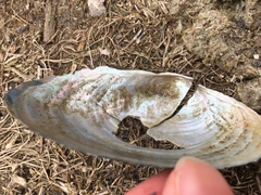 Pyganodon grandis