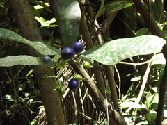 Psychotria suterella