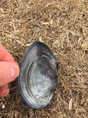 Pyganodon grandis