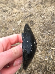 Pyganodon grandis