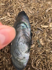 Pyganodon grandis
