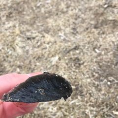 Pyganodon grandis
