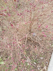 Magnoliopsida