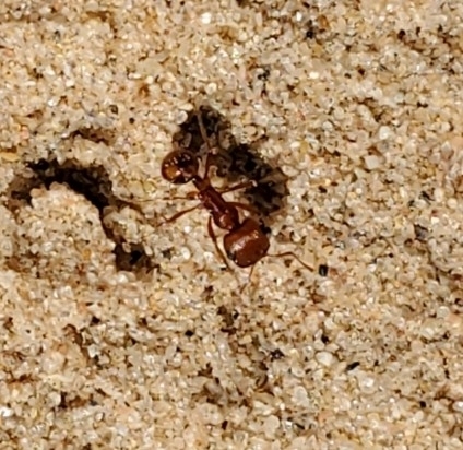 Pogonomyrmex magnacanthus