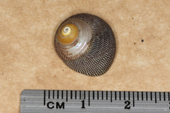 Chlorodiloma adelaidae