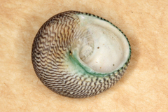 Chlorodiloma adelaidae