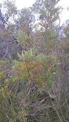 Hakea dactyloides