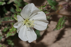 Oenothera kunthiana
