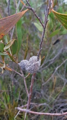 Hakea dactyloides